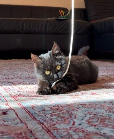 4 месяца, Девочка, Приучена к лотку at lalafo.kg 4 месяца, Девочка, Приучена к лотку