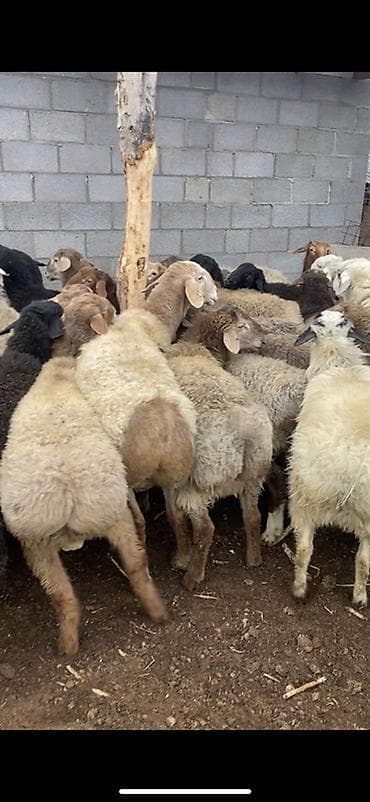 Продаю | Баран (самец) | Полукровка | Для разведения | Племенные at lalafo.kg Продаю | Баран (самец) | Полукровка | Для разведения | Племенные