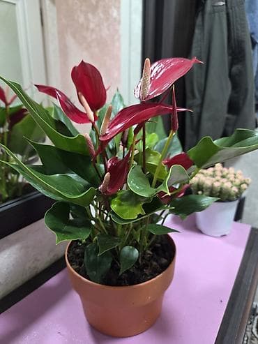 Алоказия (Alocasia) в декоративном кашпо. - Эффектные стреловидные at lalafo.kg Алоказия (Alocasia) в декоративном кашпо. - Эффектные стреловидные