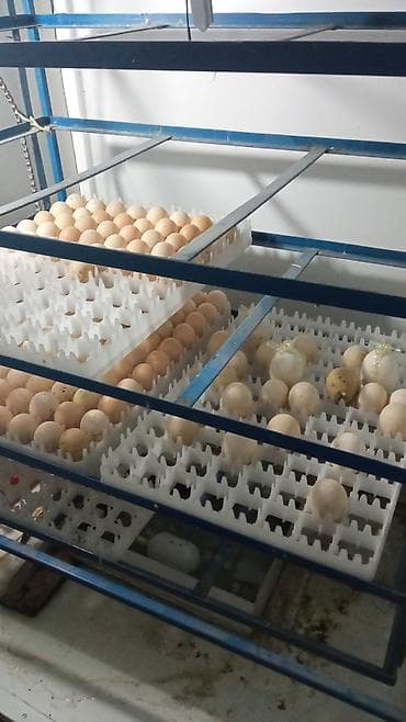 Инкубатор Уй тооктордон чожолору сатылат. 5 апрель не чыгат at lalafo.kg Инкубатор Уй тооктордон чожолору сатылат. 5 апрель не чыгат