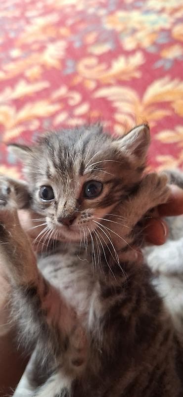 Котята домашние, короткошёрстные, тигрового (табби) окраса. несколько lalafo.kg да Котята домашние, короткошёрстные, тигрового (табби) окраса. несколько