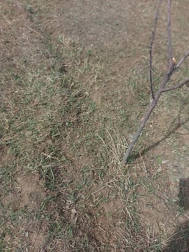 Саженец плодового дерева (листопадное) - Молодое деревце с прямым at lalafo.kg Саженец плодового дерева (листопадное) - Молодое деревце с прямым