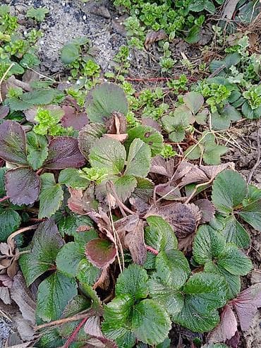 Рассада садовой земляники (клубники) - Многоукоренённые розетки с at lalafo.kg Рассада садовой земляники (клубники) - Многоукоренённые розетки с