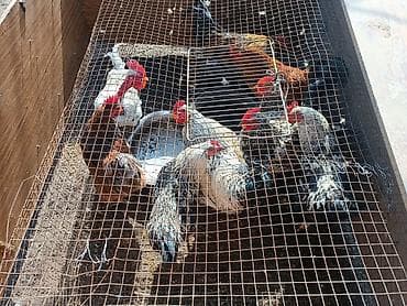 Продаю | Петух | Для разведения at lalafo.kg Продаю | Петух | Для разведения