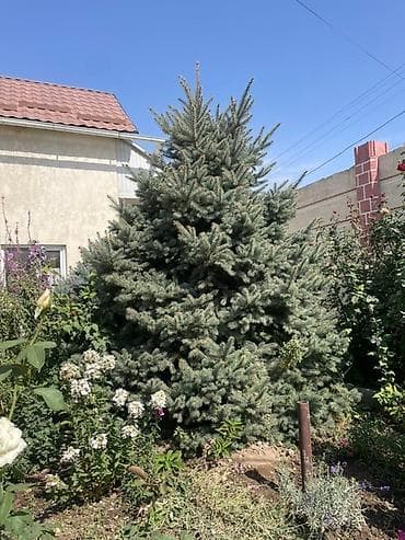 Ель колючая (Picea pungens), сорт «Глаука»/взрослая, густая, с at lalafo.kg Ель колючая (Picea pungens), сорт «Глаука»/взрослая, густая, с