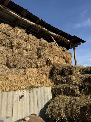 Сено в тюках - Прессованные тюки прямоугольной формы - Хранится под at lalafo.kg Сено в тюках - Прессованные тюки прямоугольной формы - Хранится под