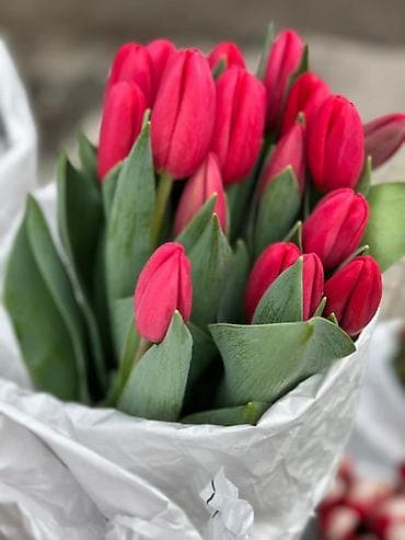 ТЮЛЬПАНЫ ОПТОМ от 100шт Голландские привозные тюльпаны с луковицей at lalafo.kg — 1 ТЮЛЬПАНЫ ОПТОМ от 100шт Голландские привозные тюльпаны с луковицей — 1