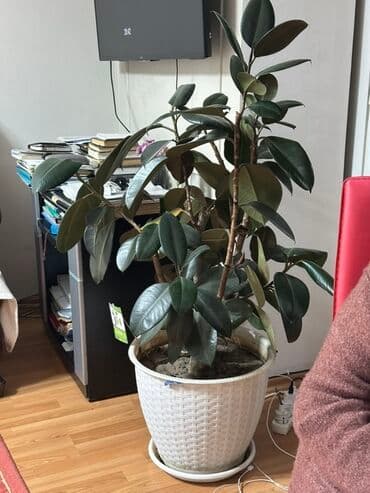 Фикус эластика (каучуконосный) в крупном кашпо - Высокое комнатное at lalafo.kg Фикус эластика (каучуконосный) в крупном кашпо - Высокое комнатное