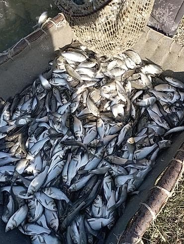 Lotus: Малёк Толстолобик Карп Амур принимаем заказы на очередь есть машина с at lalafo.kg — 2 Lotus: Малёк Толстолобик Карп Амур принимаем заказы на очередь есть машина с — 2