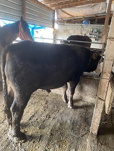 Продаю | Бык (самец) | На откорм, На забой | Искусственник at lalafo.kg Продаю | Бык (самец) | На откорм, На забой | Искусственник