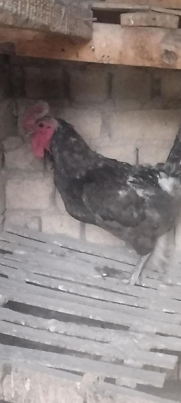Молодой петух для развертывания at lalafo.kg Молодой петух для развертывания