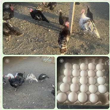 Индюшиный яйца домашние по 150с в наличии 24 штук продаю свежие в at lalafo.kg Индюшиный яйца домашние по 150с в наличии 24 штук продаю свежие в