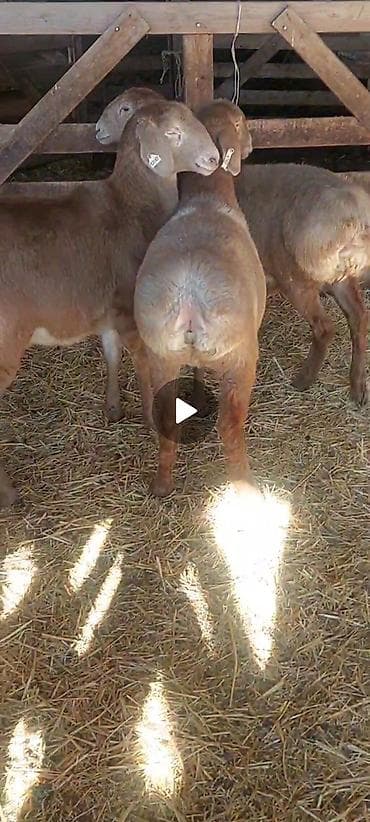 Saab: Продаю | Овца (самка) | Арашан | Для разведения | Ярка at lalafo.kg — 1 Saab: Продаю | Овца (самка) | Арашан | Для разведения | Ярка — 1