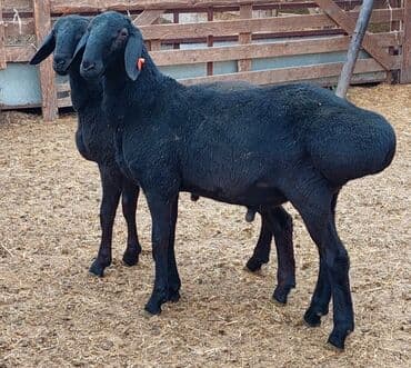 Продаю | Ягненок, Баран (самец) | Арашан | Для разведения | Племенные, Осеменитель at lalafo.kg Продаю | Ягненок, Баран (самец) | Арашан | Для разведения | Племенные, Осеменитель