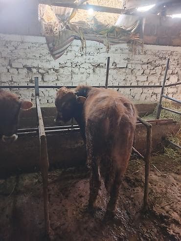 TagAZ: Продаю | Бык (самец), Музоо, торпок | На откорм, Для разведения at lalafo.kg — 3 TagAZ: Продаю | Бык (самец), Музоо, торпок | На откорм, Для разведения — 3