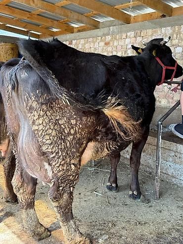 Продаю | Корова (самка) | Для молока at lalafo.kg Продаю | Корова (самка) | Для молока