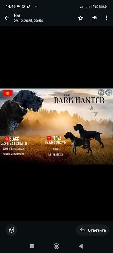 Питомник Dark Hanter (FCI/ККФ) — немецкий дратхаар Предлагаются at lalafo.kg Питомник Dark Hanter (FCI/ККФ) — немецкий дратхаар Предлагаются
