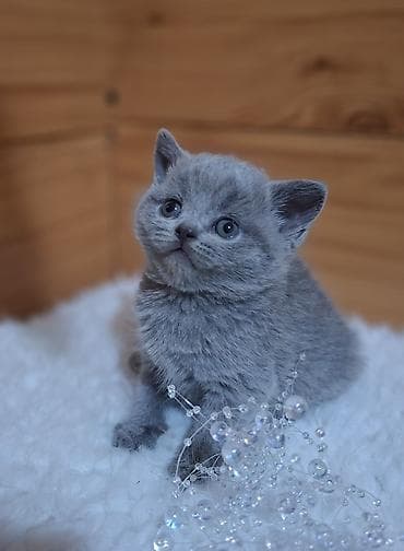 Продаётся чистокровный шотландский at lalafo.kg Продаётся чистокровный шотландский