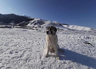 Собака даром: Алабай, 3 года, Самец, С прививкой at lalafo.kg Собака даром: Алабай, 3 года, Самец, С прививкой