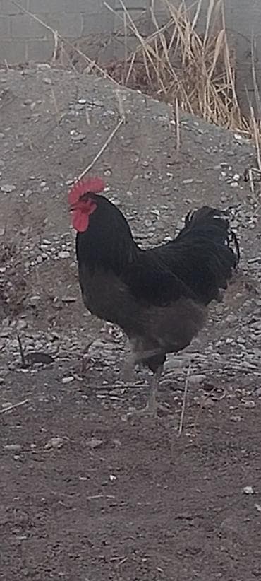 Продаю | Петух | Домашняя | Для разведения at lalafo.kg Продаю | Петух | Домашняя | Для разведения