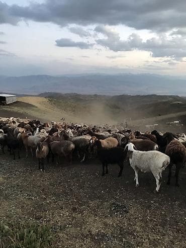 Продаю | Овца (самка), Баран (самец) at lalafo.kg Продаю | Овца (самка), Баран (самец)