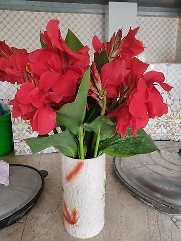 Бонбоньеркалар: Услуги садовника,уборка территории,с современной техникой,косим lalafo.kg да — 2 Бонбоньеркалар: Услуги садовника,уборка территории,с современной техникой,косим — 2