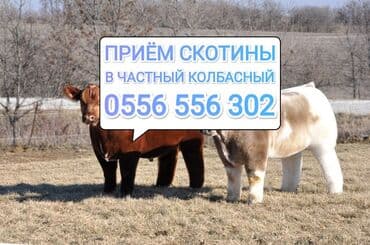 Куплю | Коровы, быки, Лошади, кони, Другие с/х животные | Круглосуточно, Любое состояние, Забитый at lalafo.kg Куплю | Коровы, быки, Лошади, кони, Другие с/х животные | Круглосуточно, Любое состояние, Забитый
