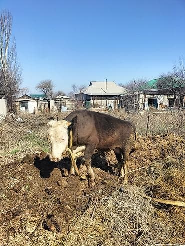 Частное лицо : Коровы, быки, | На откорм at lalafo.kg Частное лицо : Коровы, быки, | На откорм
