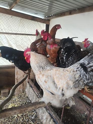 Продаю | Петух | Для разведения at lalafo.kg Продаю | Петух | Для разведения