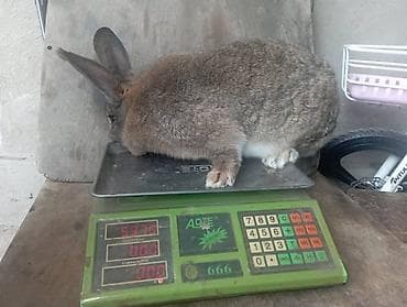 Продаю | Крольчиха (самка) | Фландр | Для разведения | Племенные at lalafo.kg Продаю | Крольчиха (самка) | Фландр | Для разведения | Племенные