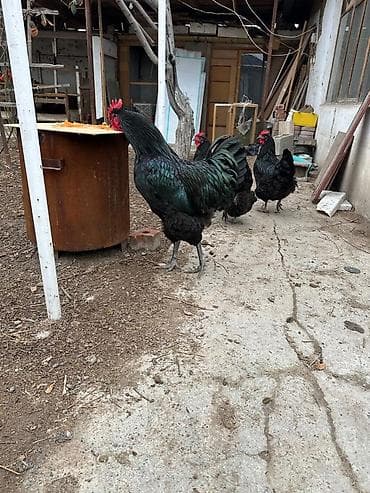 Продаю инкубационное яйцо Джерсийского гиганта цена за единицу 💯 сом at lalafo.kg Продаю инкубационное яйцо Джерсийского гиганта цена за единицу 💯 сом