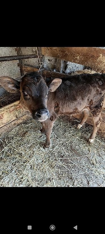 Продаю | Музоо, торпок | На откорм | Искусственник at lalafo.kg Продаю | Музоо, торпок | На откорм | Искусственник