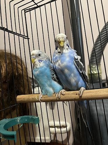 СРОЧНО ПРОДАЮ ПОПУГАЕВ!!! Пол:Две самки Порода:Волнистый Без at lalafo.kg СРОЧНО ПРОДАЮ ПОПУГАЕВ!!! Пол:Две самки Порода:Волнистый Без