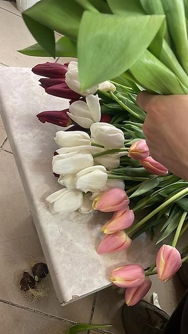 Тюльпаны оптом 85 розница 120 - Состав: тюльпаны однотонные и at lalafo.kg Тюльпаны оптом 85 розница 120 - Состав: тюльпаны однотонные и