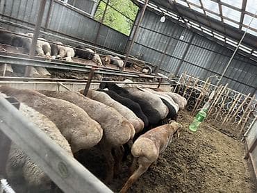 Продаю | Баран (самец) | На забой | Племенные at lalafo.kg Продаю | Баран (самец) | На забой | Племенные