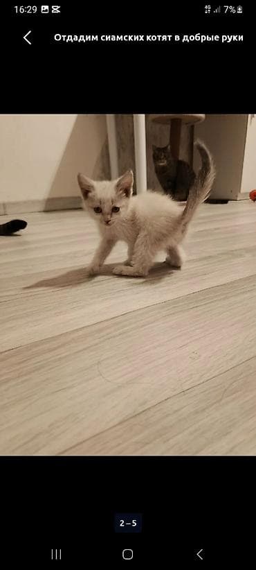 Мальчик, Приучена к лотку at lalafo.kg Мальчик, Приучена к лотку