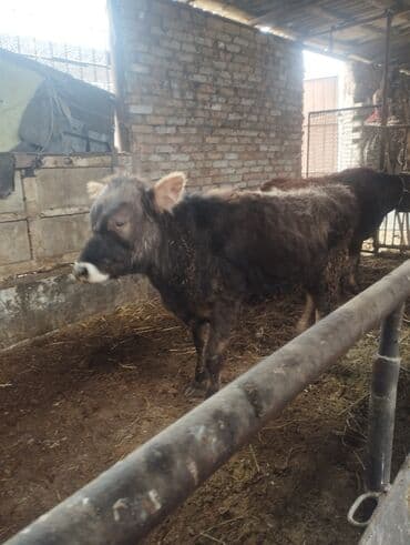 Продаю | Бык (самец), Тёлка | Алатауская | Для разведения at lalafo.kg Продаю | Бык (самец), Тёлка | Алатауская | Для разведения