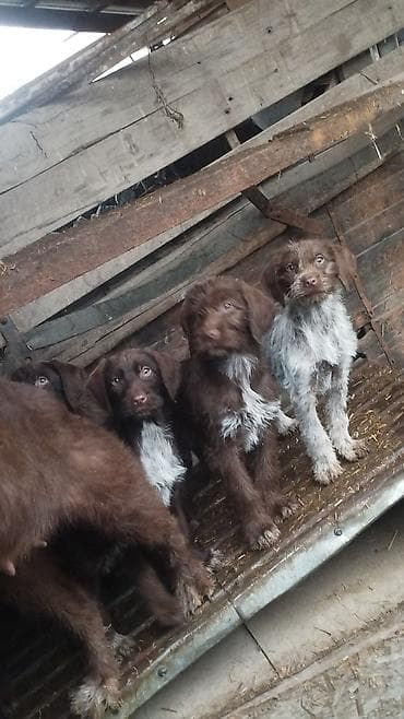 Щенки жесткошёрстной легавой (дратхаара) - Окрас: коричневый с белыми at lalafo.kg Щенки жесткошёрстной легавой (дратхаара) - Окрас: коричневый с белыми