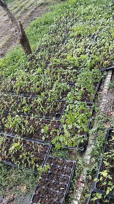 Продаются адаптированные саженцы малины пшехиба 1000 штук,маравилла at lalafo.kg Продаются адаптированные саженцы малины пшехиба 1000 штук,маравилла