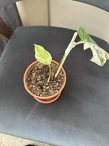 Редкий комнатный цветок — вариегатный филодендрон (возможно, сорт at lalafo.kg Редкий комнатный цветок — вариегатный филодендрон (возможно, сорт