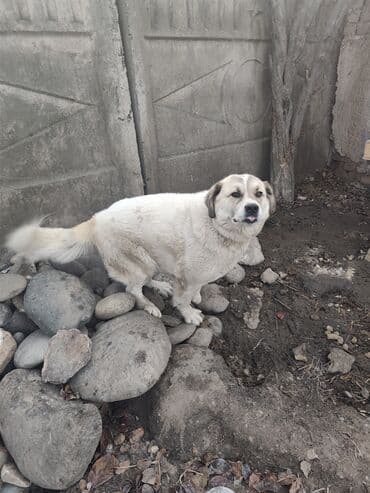 Алабай, 1 год, Самка, С родословной at lalafo.kg Алабай, 1 год, Самка, С родословной