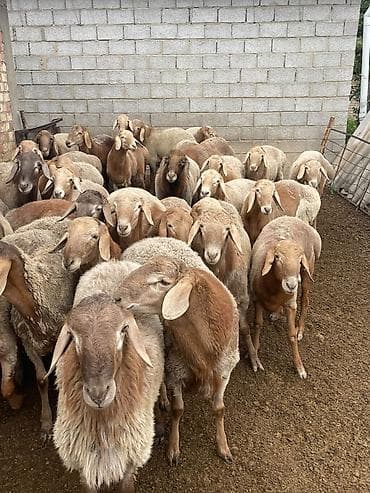 Продаю | Баран (самец) | Для разведения at lalafo.kg Продаю | Баран (самец) | Для разведения