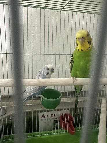 Волнистые попугаи (пара) с клеткой. Состав набора: - Два волнистых at lalafo.kg Волнистые попугаи (пара) с клеткой. Состав набора: - Два волнистых