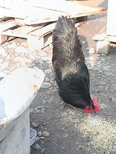 Продаю | Петух | Для разведения at lalafo.kg Продаю | Петух | Для разведения