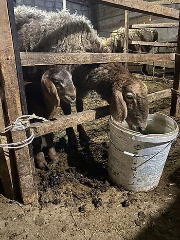 Продаю | Овца (самка) | Для разведения | Матка at lalafo.kg Продаю | Овца (самка) | Для разведения | Матка