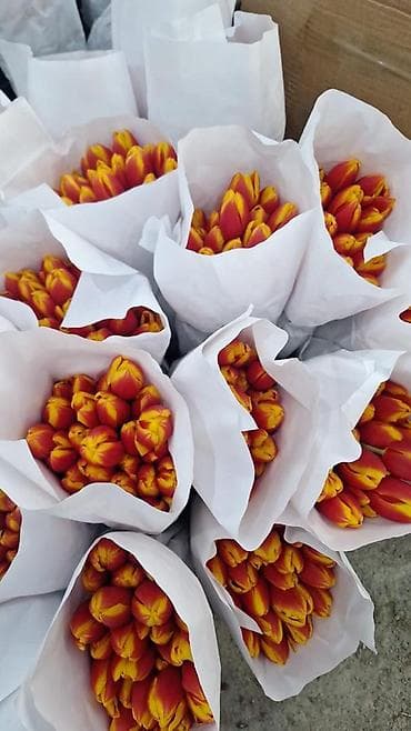 Тюльпаны оптом и в розницу !!! Можно букет заказать цены самые at lalafo.kg Тюльпаны оптом и в розницу !!! Можно букет заказать цены самые