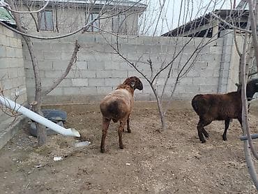 Продаю | Баран (самец) | Для разведения at lalafo.kg Продаю | Баран (самец) | Для разведения