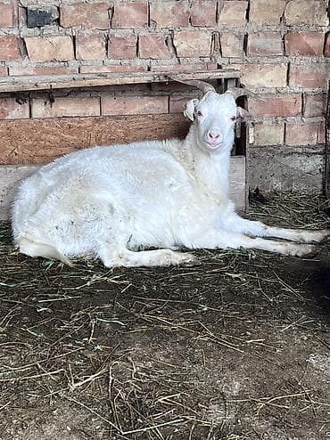 Продаю | Коза (самка) | Зааненская | Для молока at lalafo.kg Продаю | Коза (самка) | Зааненская | Для молока