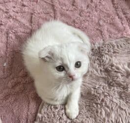 Скотиш Фолд (Шотландская вислоухая), 2 месяца, Мальчик, Белый, Приучена к лотку, Проглистована at lalafo.kg Скотиш Фолд (Шотландская вислоухая), 2 месяца, Мальчик, Белый, Приучена к лотку, Проглистована