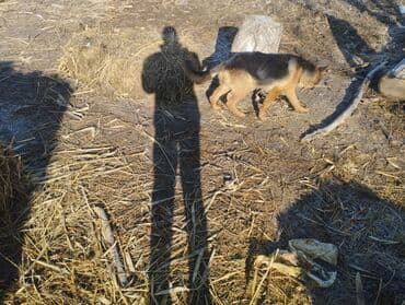 Немецкая овчарка, 4 месяца, Самка, С прививкой at lalafo.kg Немецкая овчарка, 4 месяца, Самка, С прививкой